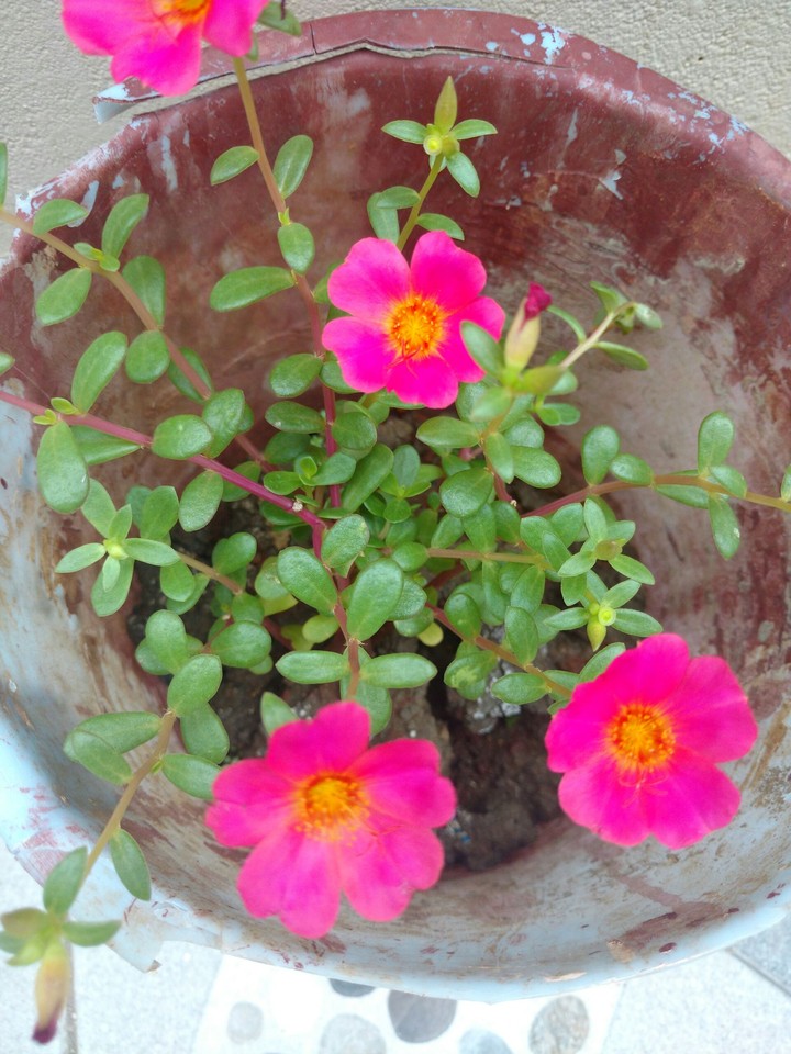 Pink flowers