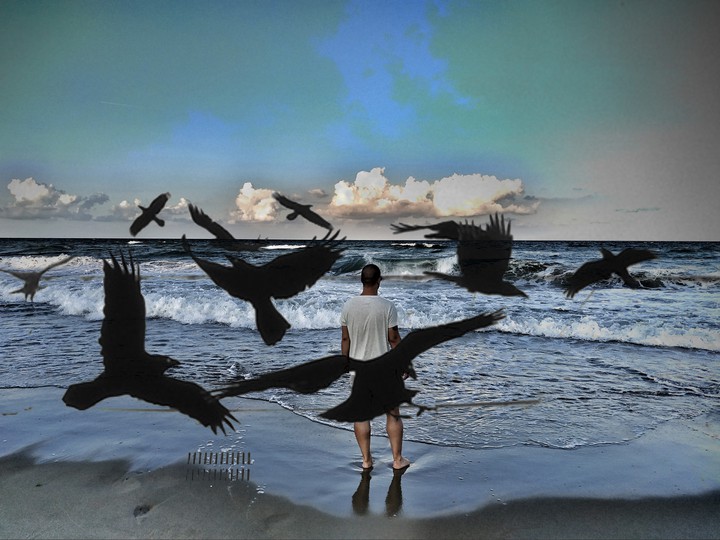 crows