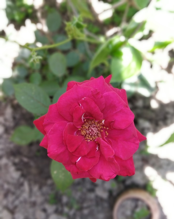 rose