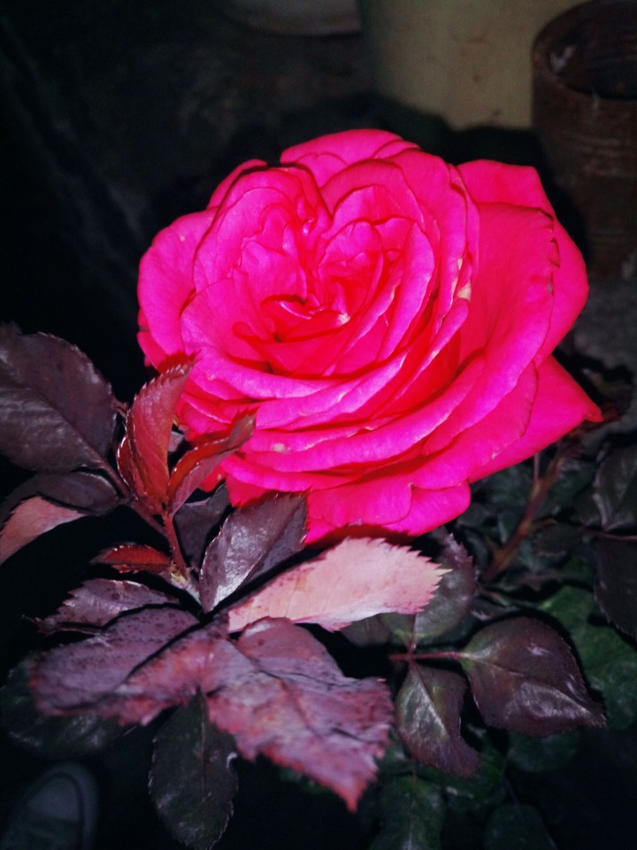 rosa