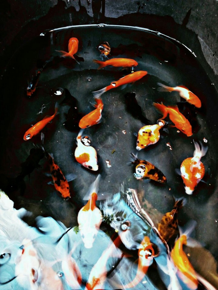 golden fish