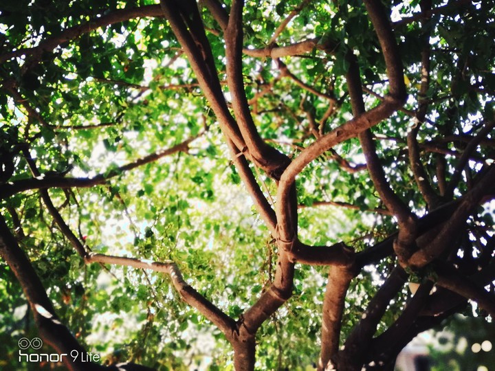 Green tree