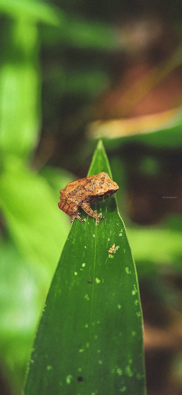 The Frog