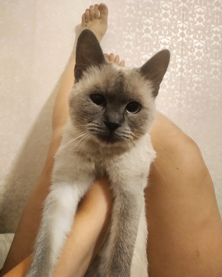 Кот