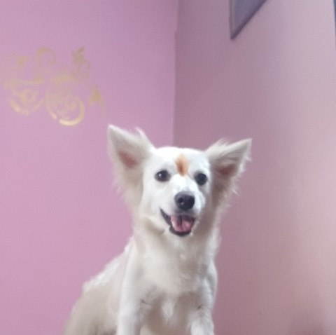 starring doggy