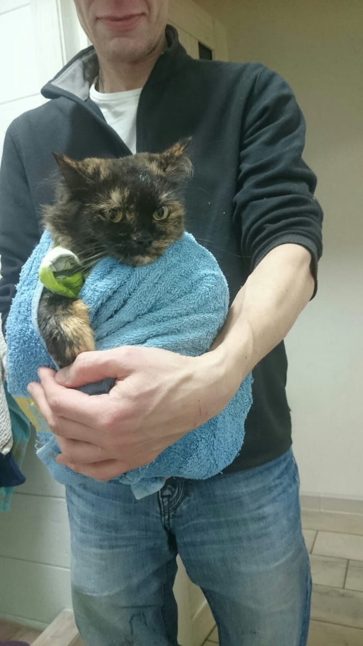 чистюля