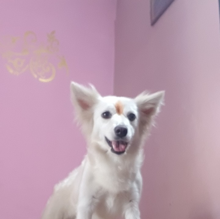 starring doggy