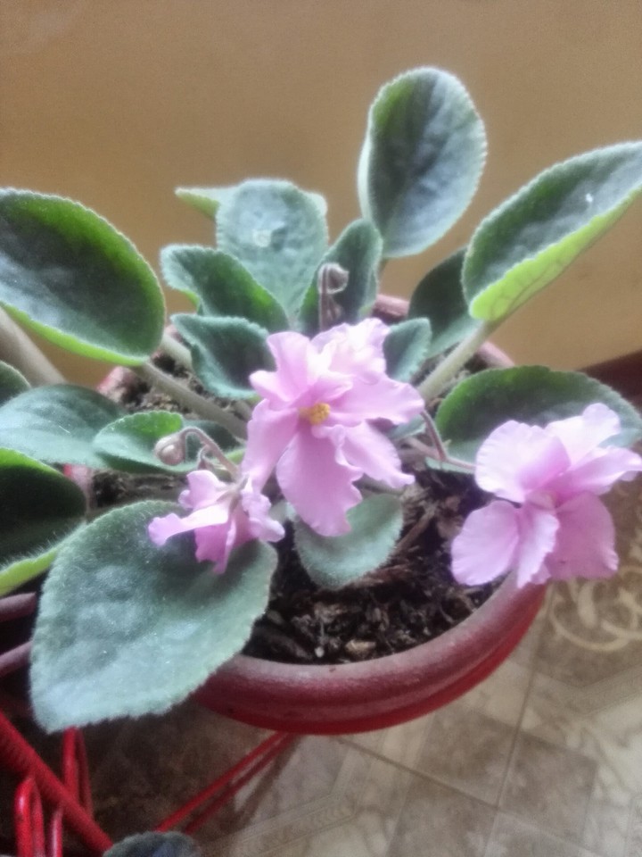 Violeta africana rosa