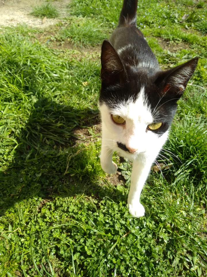 cat