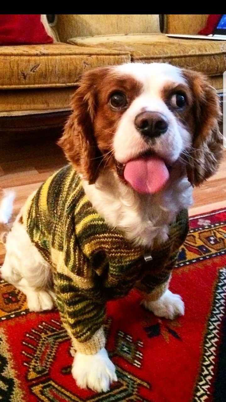 dog