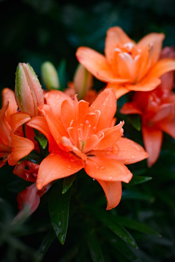 lily