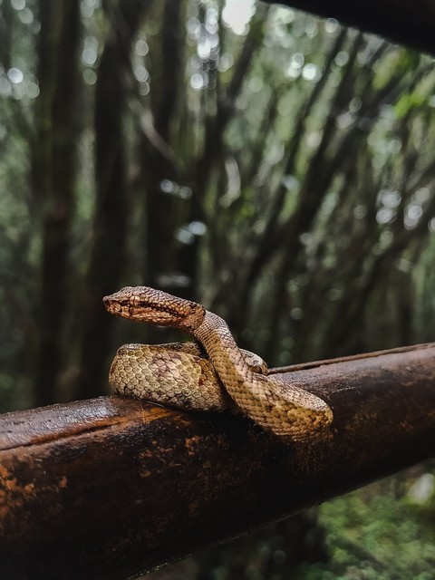 serpent, trunk वॉलपेपर