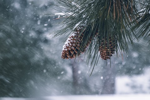 pine cones