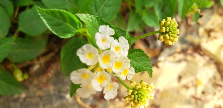 Flower