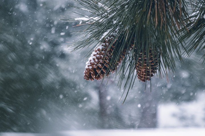 pine cones