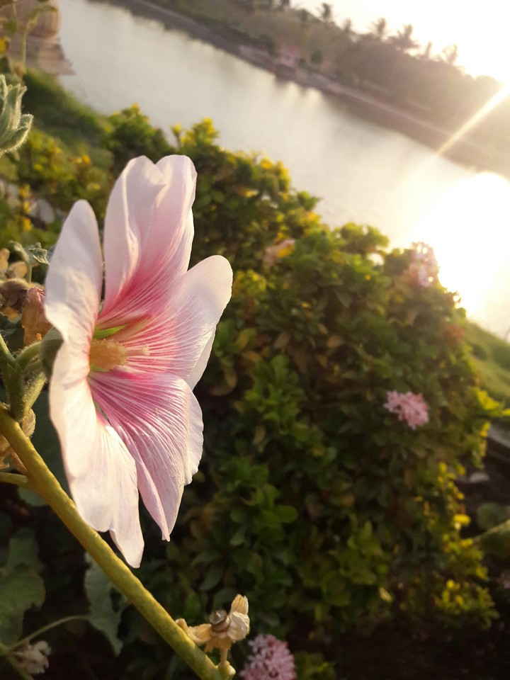Pink Flower