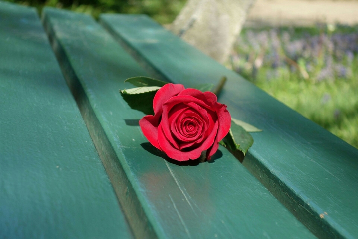 rose