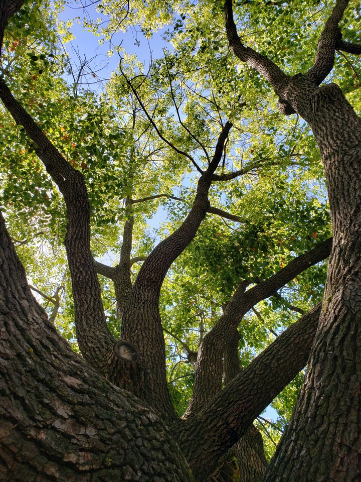 Tree branches with green leaves