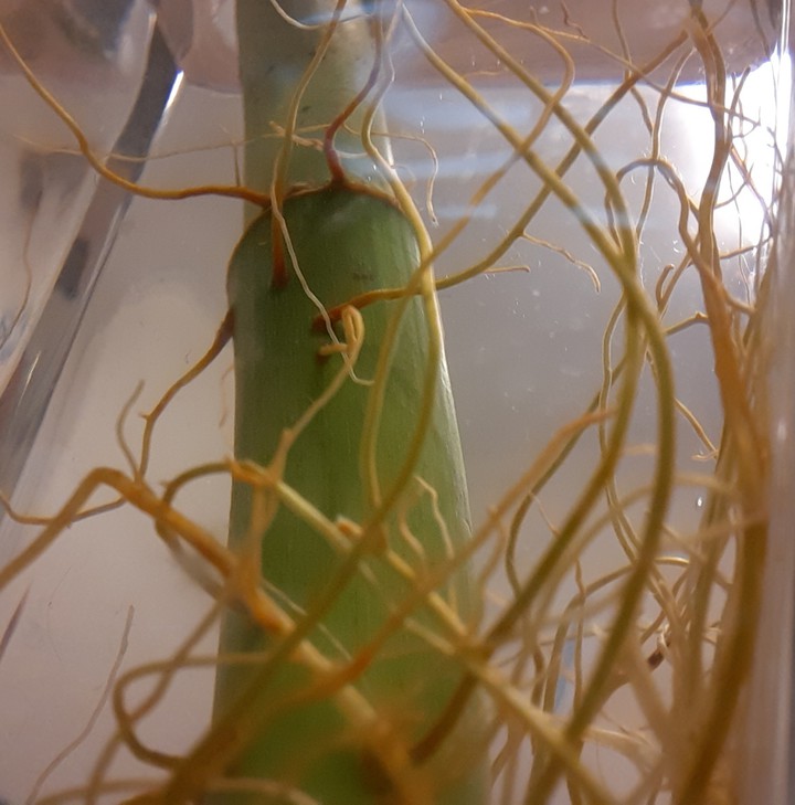 bamboo
