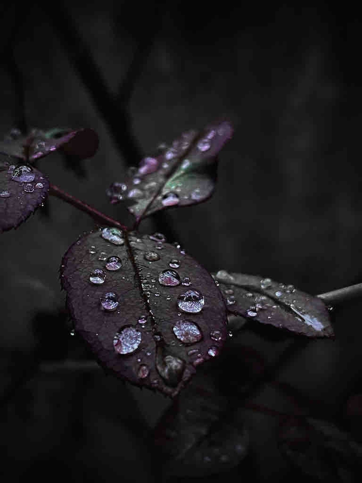 drops
