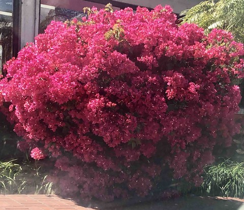 pink flowers