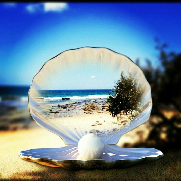 sea shell
