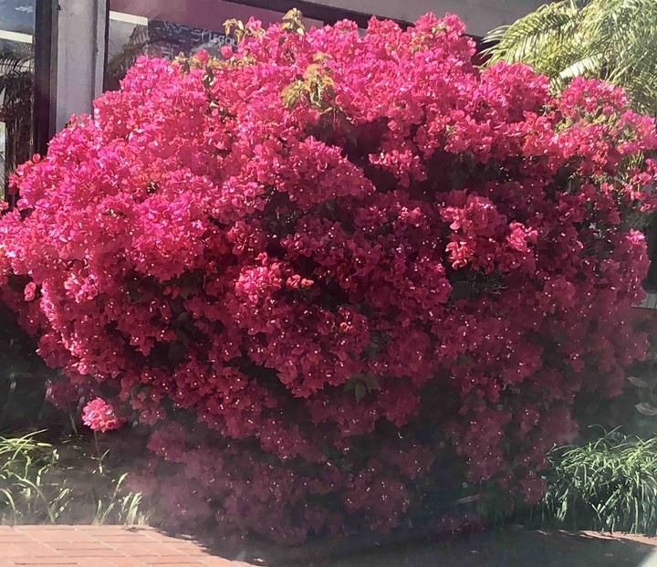 pink flowers