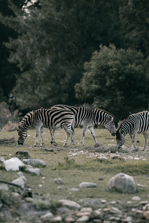fonds d'écran pasture, zebra