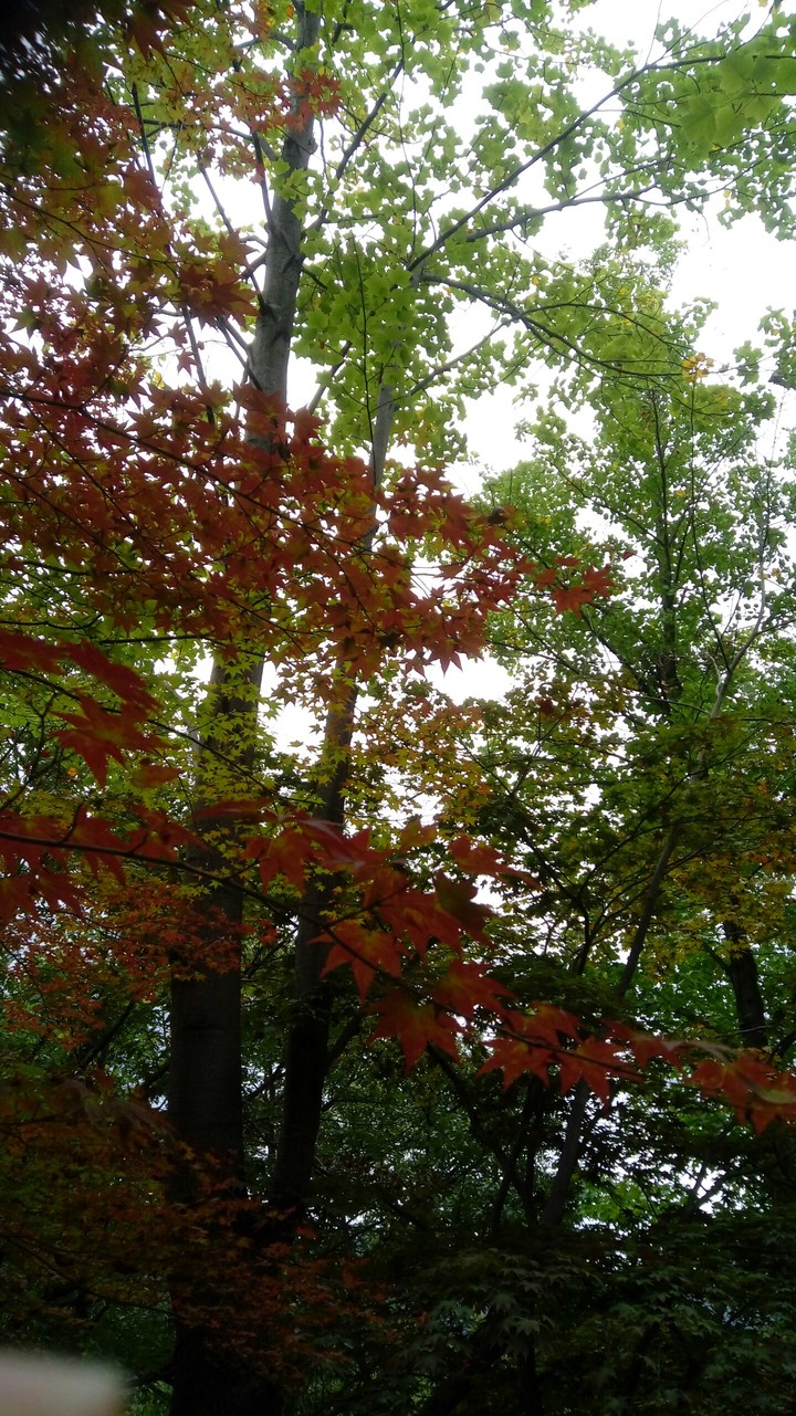외로운 단풍