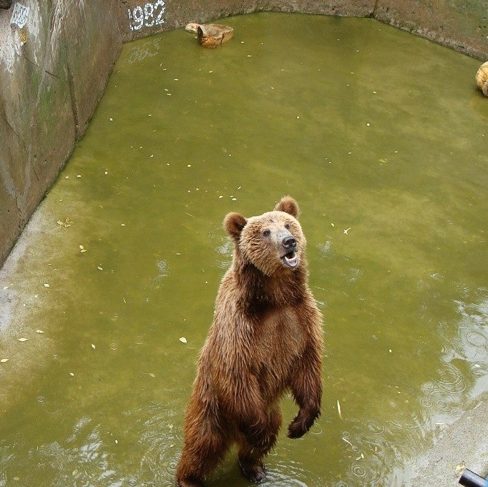 Медведь