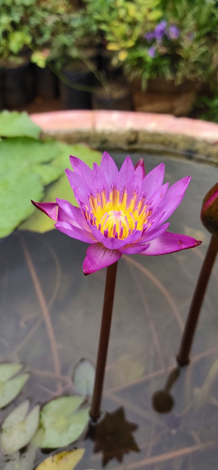 Lotus