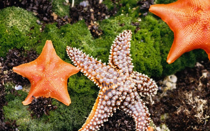 STARFISH