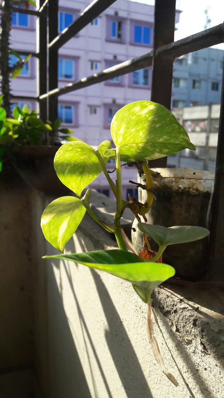 money plant