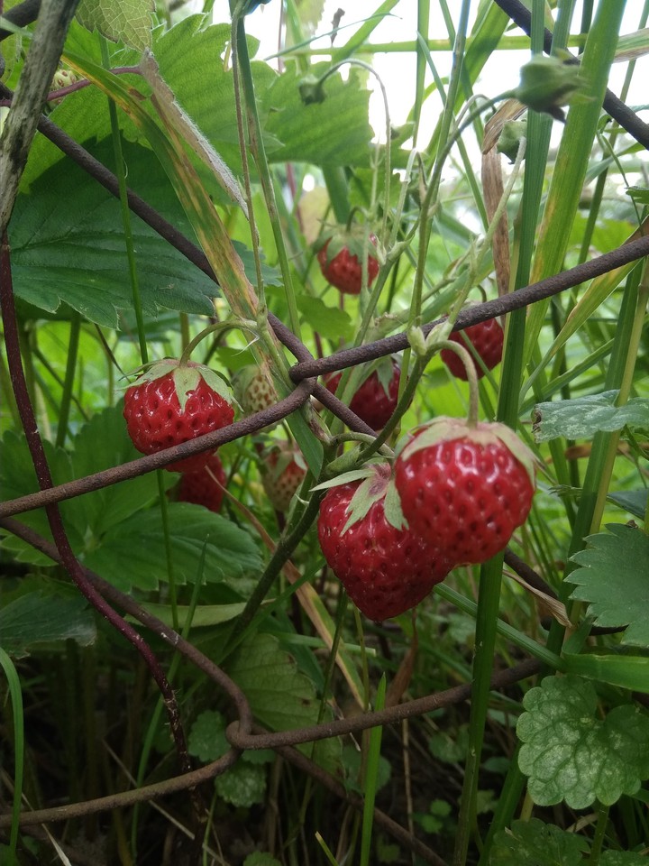 Berries
