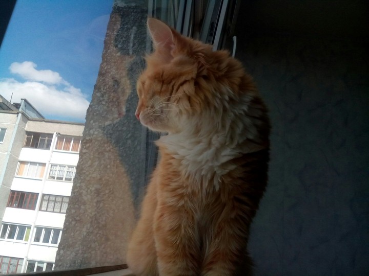 Рыжик