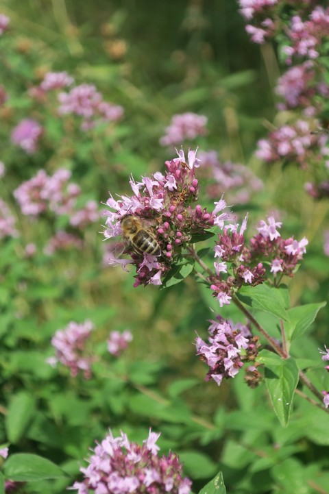 balade nature