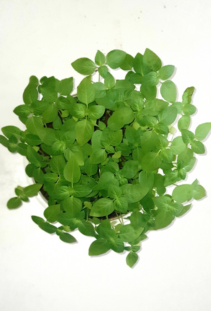 basil
