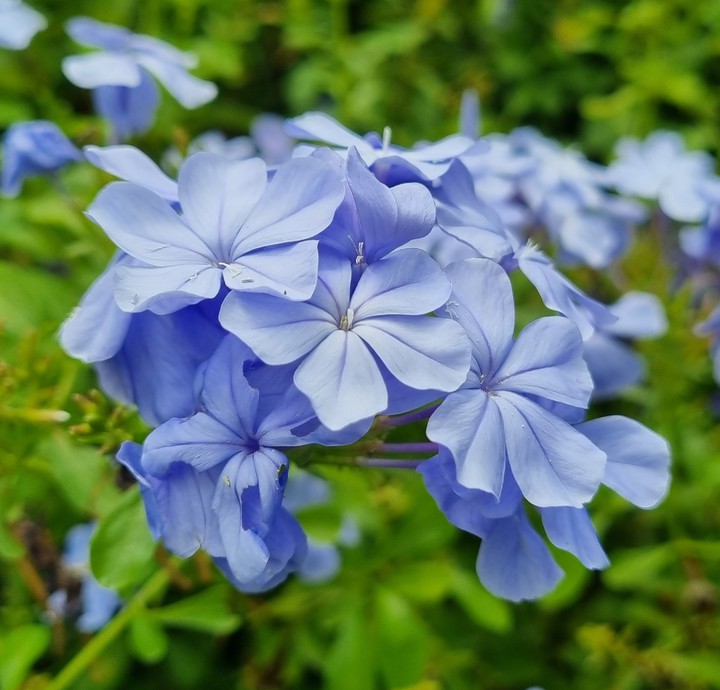Blue plumbago