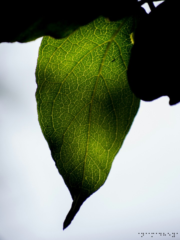leaf