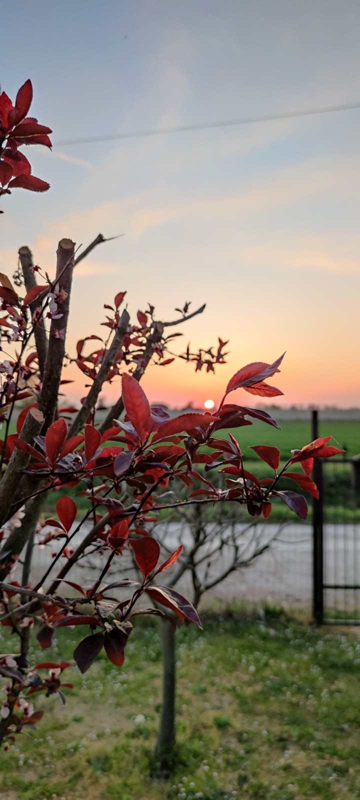 leaves and sun