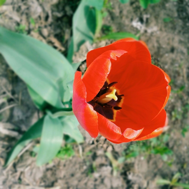 #flower # red