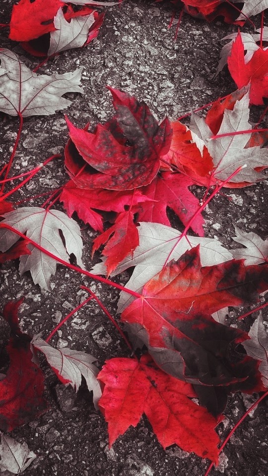 leaf