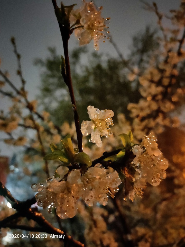 cherry blossom