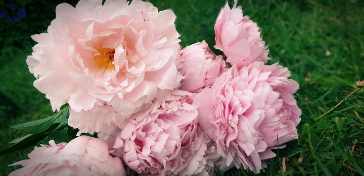 Peony