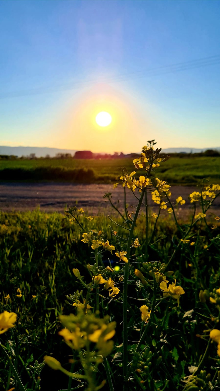 Canola flowers