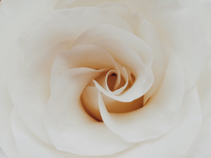 roze