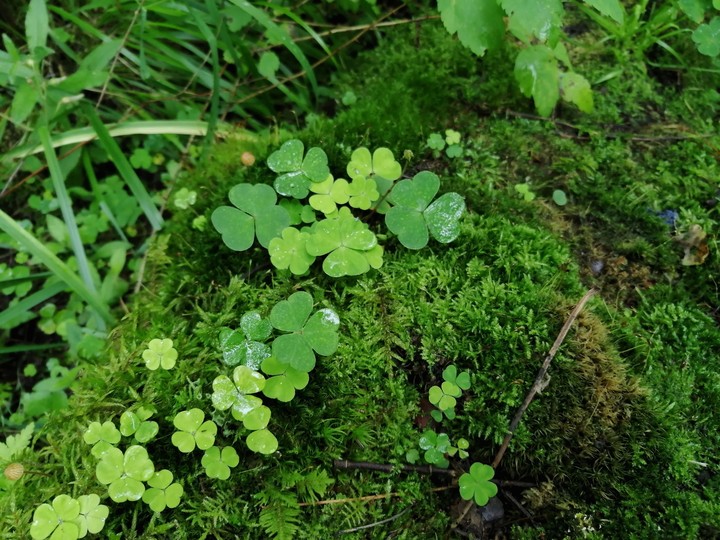 ☘️☘️☘️