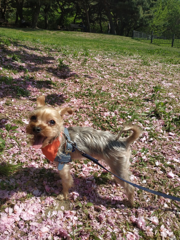 spring