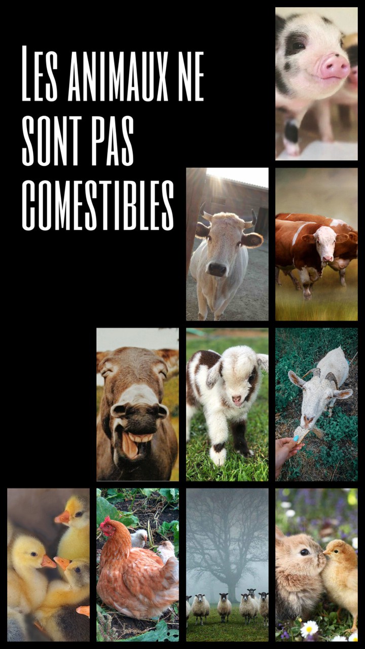 Les animaux ne sont pas