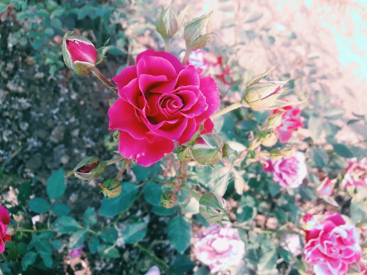 Pink beauty